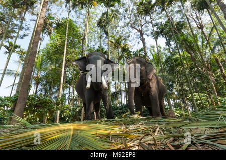 Two elephants at Thekkady, Periyar, Kerala, India used to take tourists on rides. Stock Photo