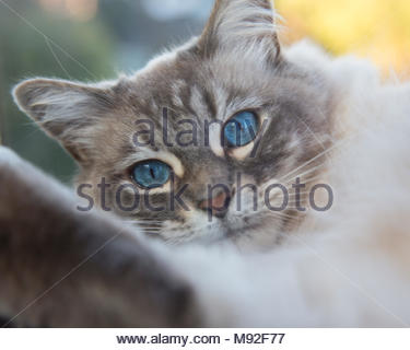 White And Grey Cat With Blue Eyes Stock Photo 243828115 Alamy