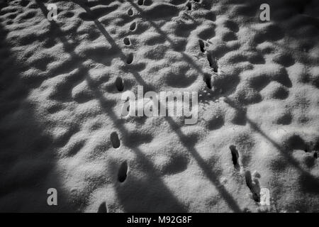 Snowy morning in a garden, black and white.  Sunrise reflections, shadows and animal footsteps on the fresh snow, winter theme. Stock Photo