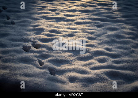 Snowy morning, shadows in a garden, winter theme.  Sunrise reflections and animal footsteps on the fresh snow. Stock Photo