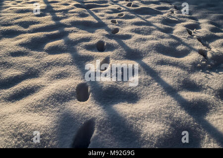 Snowy morning, shadows in a garden, winter theme.  Sunrise reflections and animal footsteps on the fresh snow. Stock Photo
