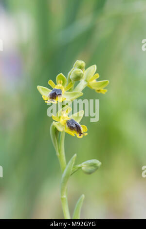 Ophrys Lutea Galilaea. Yellow Ophrys. Yellow European orchid Stock Photo