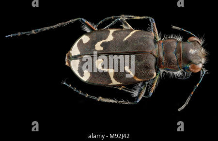 Cicindelidae, U, back, Maryland, Anne Arundel County Stock Photo