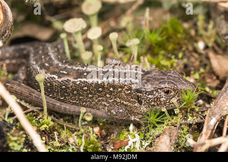 Close-up of a sand lizard (Lacerta agilis) Stock Photo