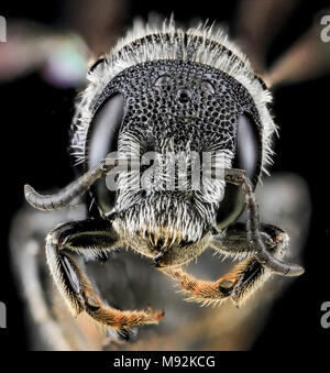 Heriades carinatus, F, Face, VA, Wolftrap Stock Photo