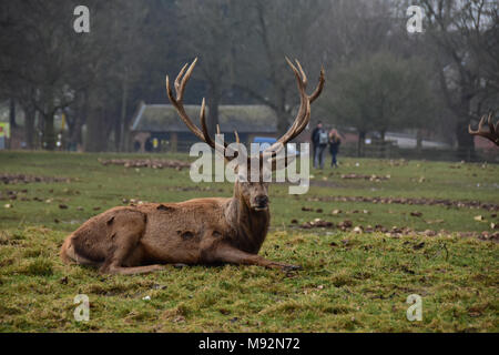 Deer on Wollaton park in Nottingham. Stock Photo