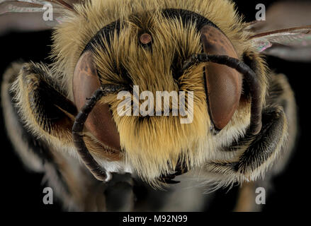 Megachile rubi,M,Face,NC,Moore County Stock Photo