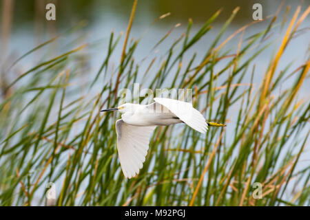 00696-01202 Snowy Egret (Egretta thula) in flight Viera Wetlands Brevard County, FL Stock Photo