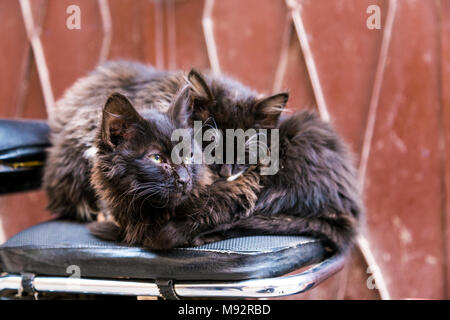Two homeless cats cuddling in the street in Marrkesh, Morocco Stock Photo