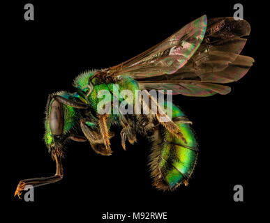 Augochlora pura, F, Side, TN, Polk County Stock Photo