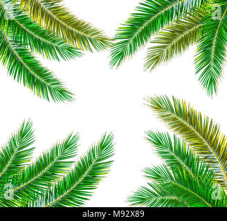 Green Palm tree isolated on white background Stock Photo