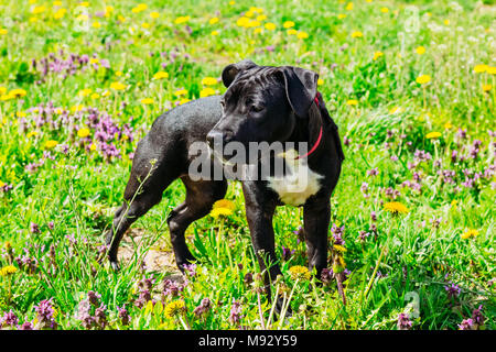 American Staffordshire Terrier Puppy Dog in the green summer field grass Stock Photo