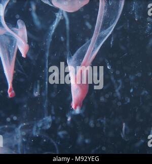 A drop of pink paint drops in the water. The abstract photograph. Close up. Stock Photo