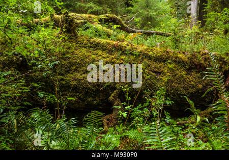 An over grown fallen tree called a nurse log in the Olmpic National Park Hoh rain forest, Washington State, USA. Stock Photo