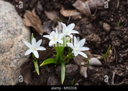 'Alba' Bossier's glory-of-the-snow, Stor vårstjärna (Chionodoxa luciliae) Stock Photo