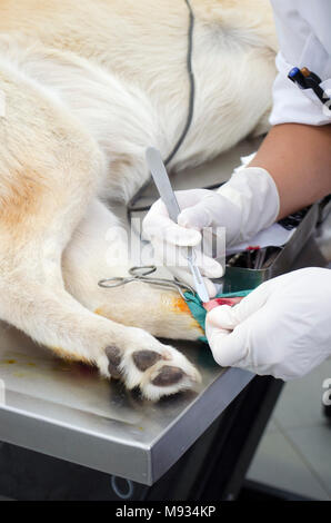 Image of a dog’ During dewclaw removal in a veterinarian clinic. Stock Photo