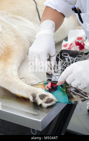 Image of a dog’ During dewclaw removal in a veterinarian clinic. Stock Photo