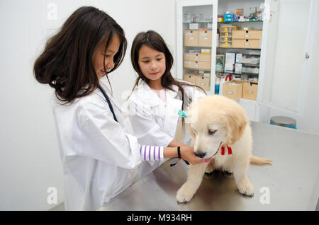 Two pretty little girls pretending to be vets treating a puppy Golden retriever. Stock Photo