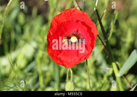 honey bee or worker apis mellifera collecting pollen on a remembrance poppy flower first world war remembering Flanders fields poem by John McCrae Stock Photo