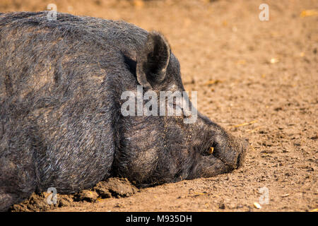 image of a mammal a boar animal sleeping on the ground Stock Photo