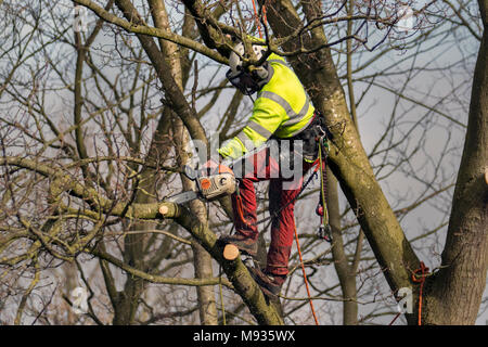 Tree pruning & branch removal, equipment, lop, lopping, gardener, Pruning, Felling, tree, work, trim, tool, lopping branches, Crown Reduction, Crown Thinning by a professional arborist, skilled tree surgeons working to BS 3998 (Recommendations for Tree Work) in Southport, Merseyside, UK Stock Photo