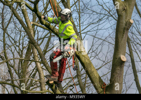 Tree pruning & branch removal, equipment, lop, lopping, gardener, Pruning, Felling, tree, work, trim, tool, lopping branches, Crown Reduction, Crown Thinning by a professional arborist, skilled tree surgeons working to BS 3998 (Recommendations for Tree Work) in Southport, Merseyside, UK Stock Photo