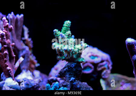 Green Acropora SPS coral Stock Photo