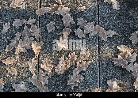 Frozen oak leaves on the pavement in the sunlight Stock Photo