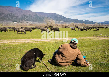 Buffalo grazing next to the river Strymon in Northern Greece. Stock Photo