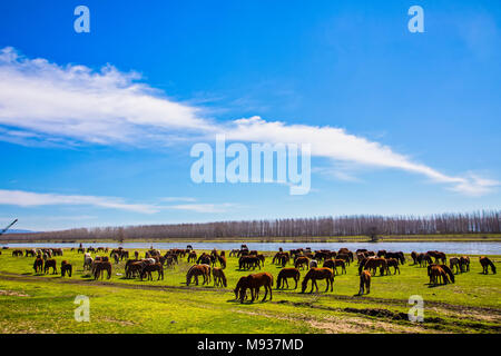 horses grazing next to the river Strymon in Northern Greece. Stock Photo