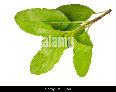 fresh basil leaf isolated on white background with clipping path. Stock Photo