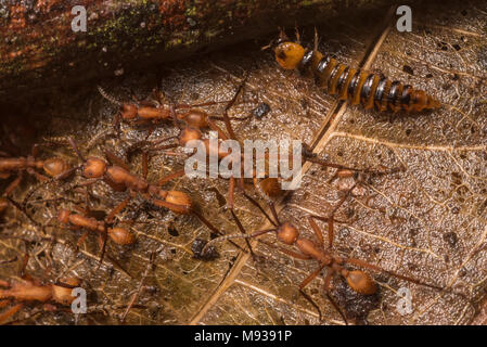 Army ants (Eciton sp) move across the forest floor accompanied by a rove beetle larva (Vatesus sp) a beetle species found in association with ants. Stock Photo