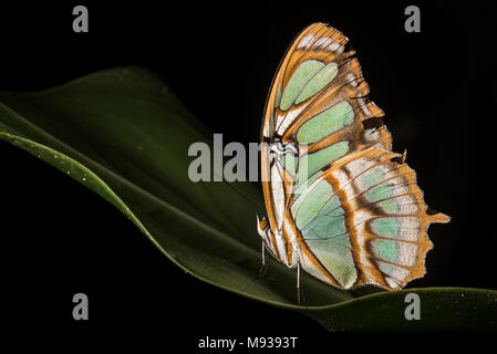 A malachite butterfly (Siproeta stelenes) a brush-footed butterfly (family Nymphalidae). Named after the mineral malachite for its green color. Stock Photo