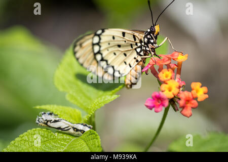 Detailed macro photography of newly emergent Acraea terpsicore butterfly the Tawny Coster butterfly with Pupa on Lantana flowers. Close-up wildlife Stock Photo