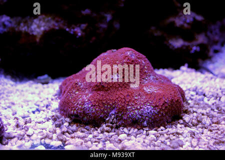 Red carpet Goniopora LPS coral Stock Photo