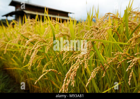 Golden colored Asian Rice plants (Oryza sativa) growing in their natural condition with drooping rice grains and a mountain background in rural Japan Stock Photo