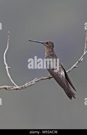 Giant Hummingbird (Patagona gigas peruviana) adult perched on twig  Antisana Ecological Reserve, Ecuador        February Stock Photo