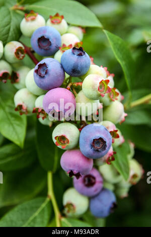 Bunch of beautifully colored Blueberries in various states of aging on the Blueberry bush. Naturally growing young and ripe blueberry berry fruits Stock Photo