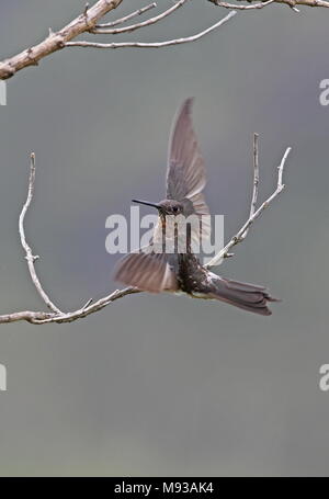 Giant Hummingbird (Patagona gigas peruviana) adult taking off from twig  Antisana Ecological Reserve, Ecuador        February Stock Photo