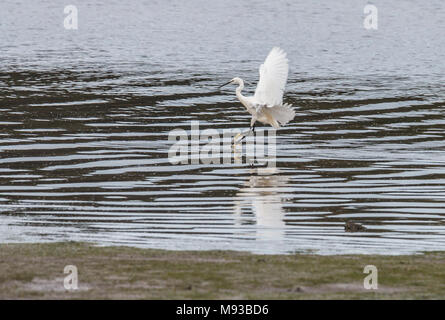 the egrets and the heron feed on the Eo estuary Stock Photo