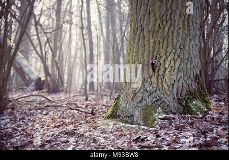 Middle Spotted Woodpecker Dendrocoptes medius sitting on a a big oak tree quercus robur Stock Photo