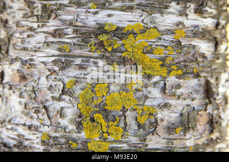 Yellow algae growing on peeling tree bark Stock Photo