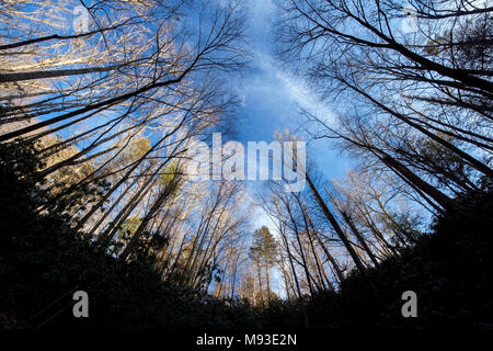Wide-angle View Looking up at forest in Winter - Brevard, North Carolina; USA Stock Photo