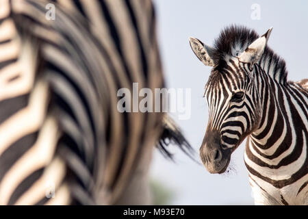 Portrait of young Burchell's zebra (Equus quagga burchellii) - Onkolo Hide, Onguma Game Reserve, Namibia, Africa Stock Photo