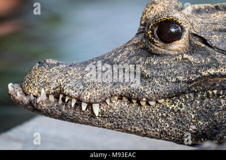 Close up of a crocodile Stock Photo