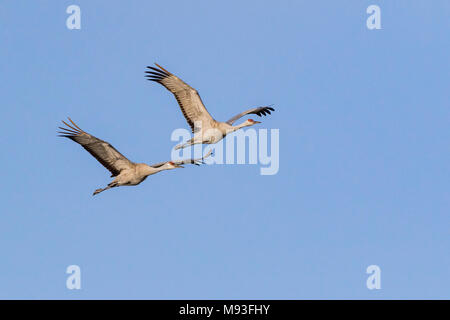 Sandhill Cranes in flight over Aransas National Wildlife Refuge Stock Photo