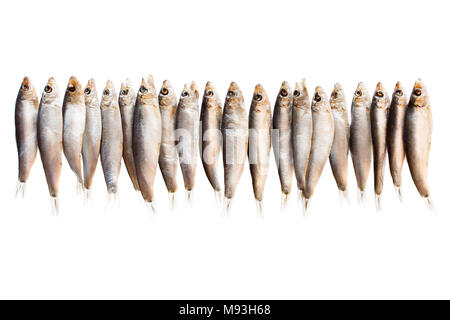 Fresh  fish hanging on a white background. Ready for drying. Stock Photo