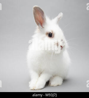 Cute white baby bunny rabbit on a seamless light background Stock Photo