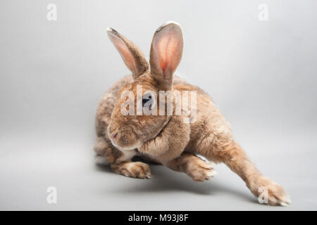 Fast running bunny rabbit on a seamless light background Stock Photo