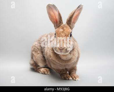 Adorable red rabbit with huge ears on a white background Stock Photo